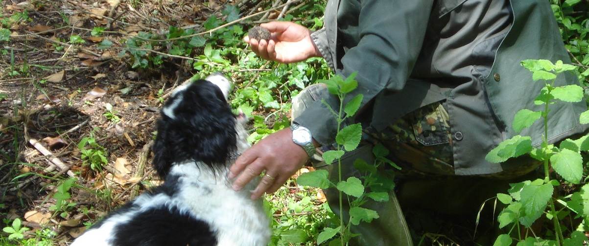 Tuscany Truffle Hunting Experience with Lunch